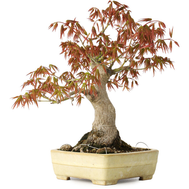 Acer palmatum, 26 cm, ± 20 jaar oud, in een handgemaakte Japanse pot van Yamafusa met beschadigd glazuur