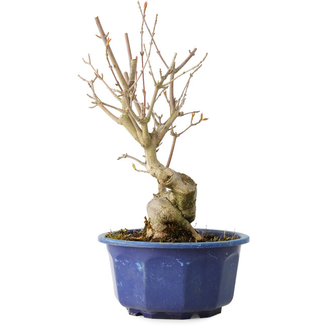 Acer buergerianum, 22,5 cm, ± 15 años