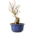 Acer buergerianum, 22,5 cm, ± 15 jaar oud