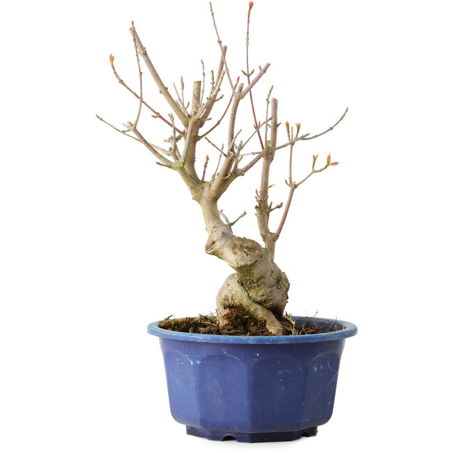 Acer buergerianum, 22,5 cm, ± 15 ans