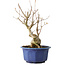 Acer buergerianum, 22,5 cm, ± 15 jaar oud