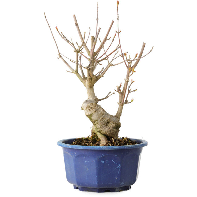 Acer buergerianum, 22,5 cm, ± 15 años