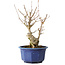 Acer buergerianum, 22,5 cm, ± 15 jaar oud