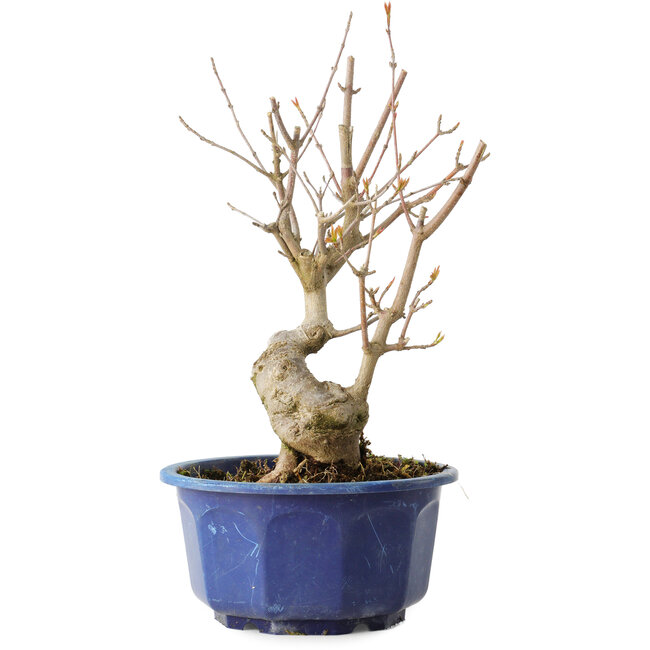 Acer buergerianum, 22,5 cm, ± 15 anni
