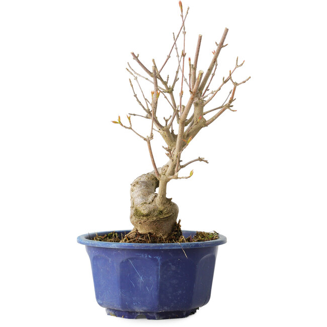 Acer buergerianum, 22,5 cm, ± 15 ans