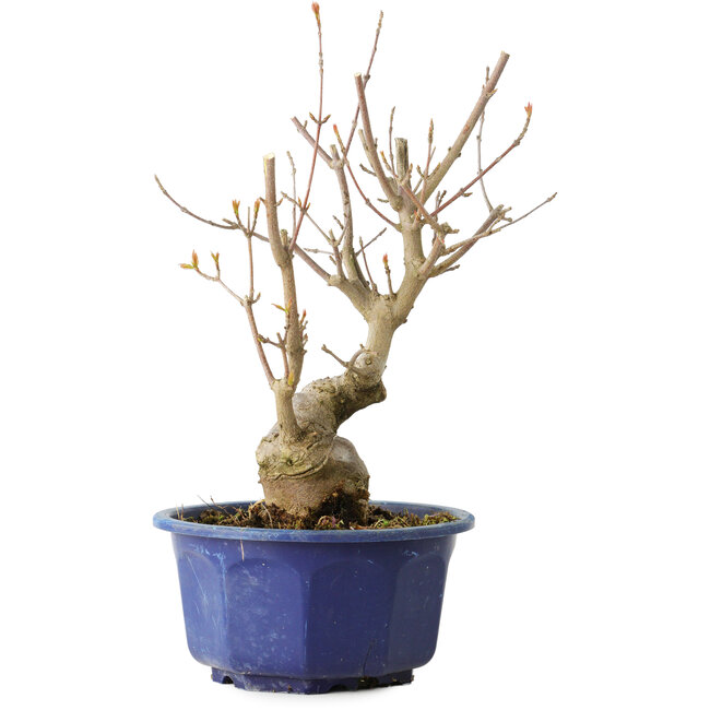 Acer buergerianum, 22,5 cm, ± 15 years old