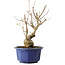 Acer buergerianum, 22,5 cm, ± 15 jaar oud