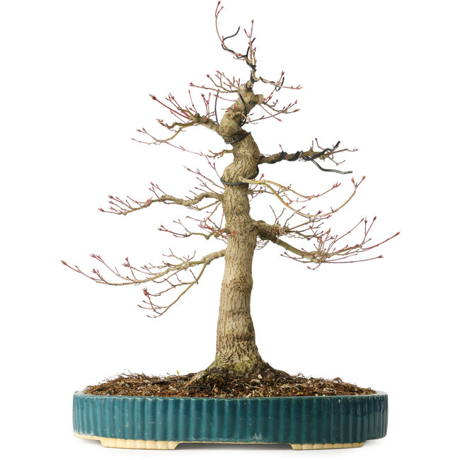 Acer palmatum, 40 cm, ± 30 Jahre alt, mit einem Nebari von 16 cm