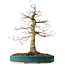 Acer palmatum, 40 cm, ± 30 jaar oud, met een nebari van 16 cm