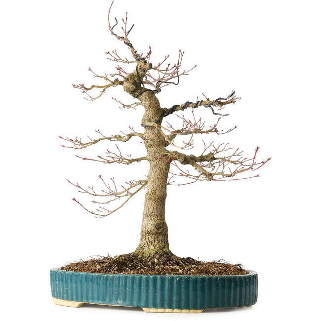 Acer palmatum, 40 cm, ± 30 Jahre alt, mit einem Nebari von 16 cm