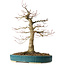 Acer palmatum, 40 cm, ± 30 Jahre alt, mit einem Nebari von 16 cm