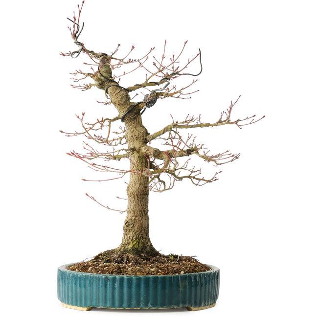 Acer palmatum, 40 cm, ± 30 jaar oud, met een nebari van 16 cm