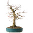 Acer palmatum, 40 cm, ± 30 Jahre alt, mit einem Nebari von 16 cm