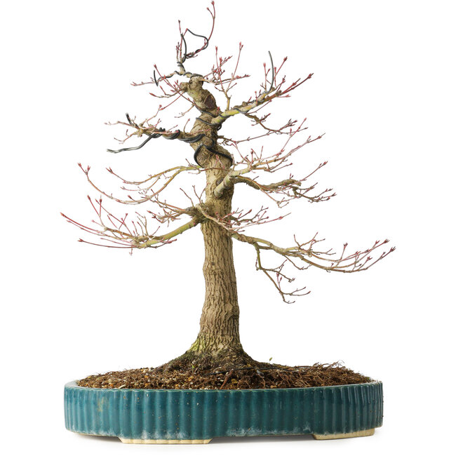 Acer palmatum, 40 cm, ± 30 años, con un nebari de 16 cm