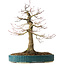 Acer palmatum, 40 cm, ± 30 Jahre alt, mit einem Nebari von 16 cm