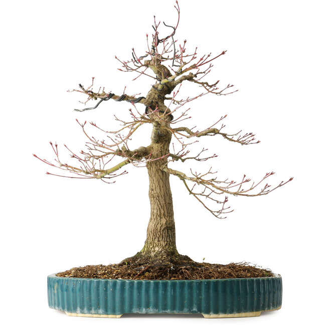 Acer palmatum, 40 cm, ± 30 years old, with a nebari of 16 cm