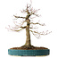 Acer palmatum, 40 cm, ± 30 anni, con un nebari di 16 cm
