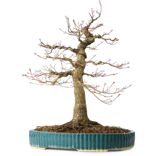 Acer palmatum, 40 cm, ± 30 ans, avec un nebari de 16 cm