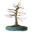 Acer palmatum, 40 cm, ± 30 Jahre alt, mit einem Nebari von 16 cm