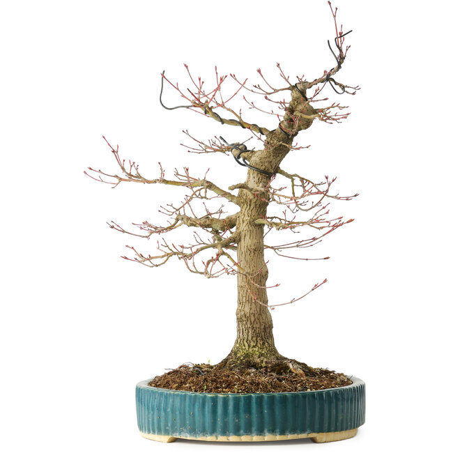 Acer palmatum, 40 cm, ± 30 jaar oud, met een nebari van 16 cm