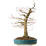 Acer palmatum, 40 cm, ± 30 Jahre alt, mit einem Nebari von 16 cm
