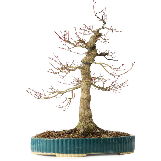 Acer palmatum, 40 cm, ± 30 jaar oud, met een nebari van 16 cm