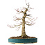Acer palmatum, 40 cm, ± 30 Jahre alt, mit einem Nebari von 16 cm