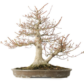 Acer palmatum, 42 cm, ± 40 jaar oud