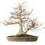 Acer palmatum, 42 cm, ± 40 anni, con un nebari di 16 cm