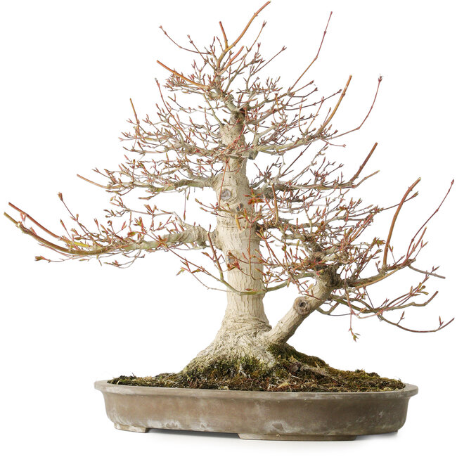 Acer palmatum, 42 cm, ± 40 Jahre alt, mit einem Nebari von 16 cm