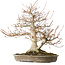 Acer palmatum, 42 cm, ± 40 years old, with a nebari of 16 cm
