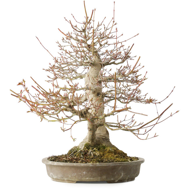 Acer palmatum, 42 cm, ± 40 anni, con un nebari di 16 cm