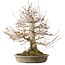 Acer palmatum, 42 cm, ± 40 anni, con un nebari di 16 cm