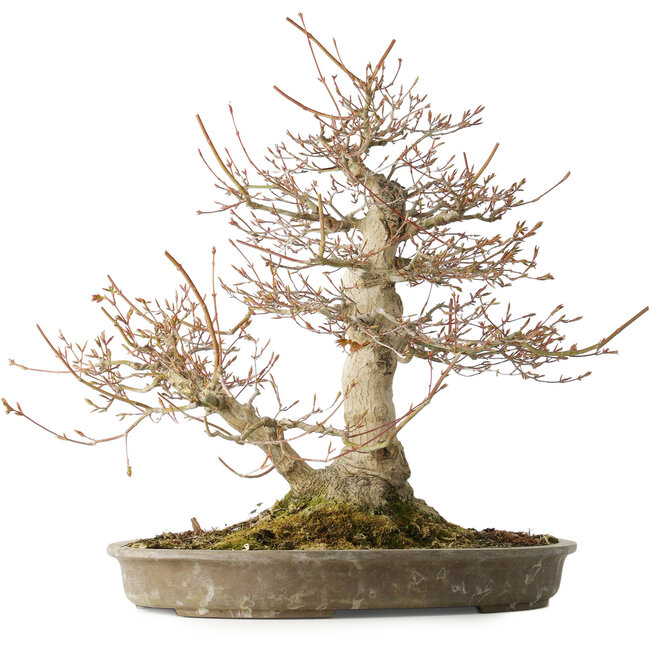 Acer palmatum, 42 cm, ± 40 ans, avec un nebari de 16 cm