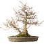 Acer palmatum, 42 cm, ± 40 years old, with a nebari of 16 cm
