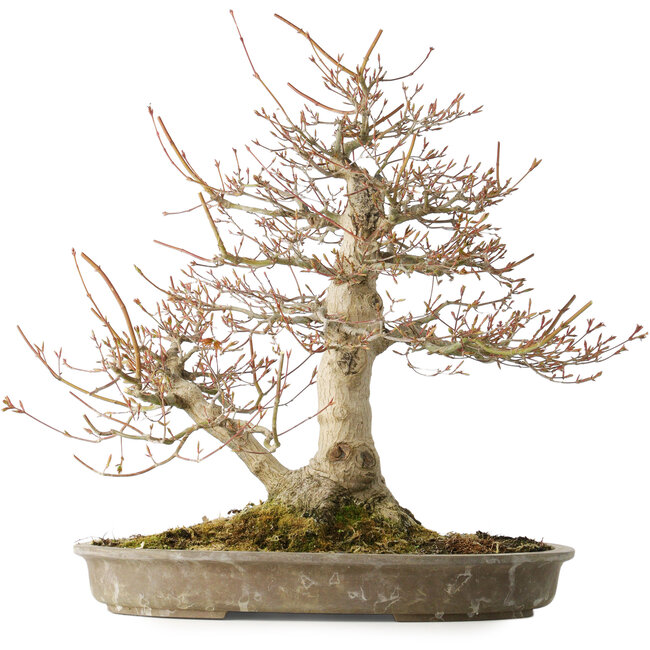 Acer palmatum, 42 cm, ± 40 años, con un nebari de 16 cm