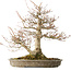 Acer palmatum, 42 cm, ± 40 anni, con un nebari di 16 cm