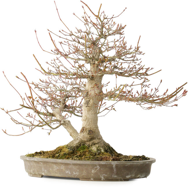 Acer palmatum, 42 cm, ± 40 Jahre alt, mit einem Nebari von 16 cm