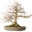 Acer palmatum, 42 cm, ± 40 years old, with a nebari of 16 cm