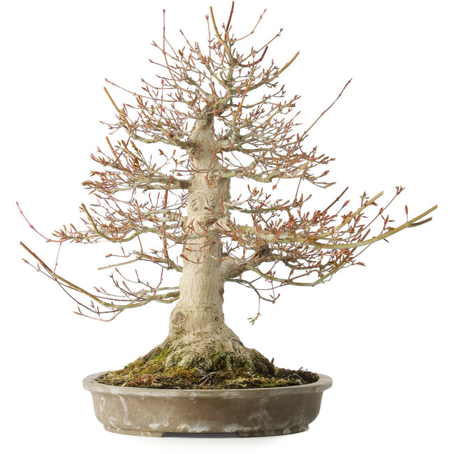 Acer palmatum, 42 cm, ± 40 years old, with a nebari of 16 cm