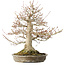 Acer palmatum, 42 cm, ± 40 years old, with a nebari of 16 cm