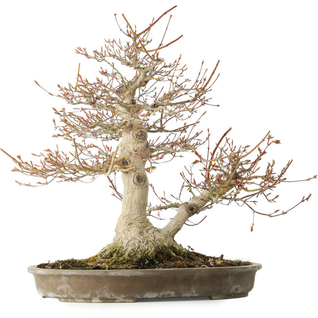 Acer palmatum, 42 cm, ± 40 anni, con un nebari di 16 cm