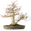 Acer palmatum, 42 cm, ± 40 anni, con un nebari di 16 cm