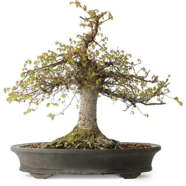 Zelkova serrata, 45 cm, ± 30 Jahre alt, mit einem Nebari von 22 cm und in einem handgefertigten japanischen Topf