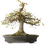 Zelkova serrata, 45 cm, ± 30 years old, with a nebari of 22 cm and in a handmade Japanese pot
