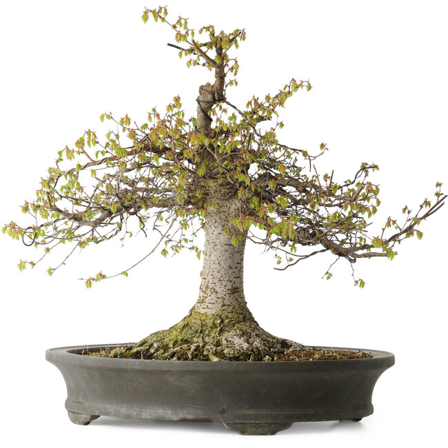 Zelkova serrata, 45 cm, ± 30 anni, con un nebari di 22 cm e in un vaso giapponese fatto a mano