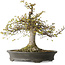 Zelkova serrata, 45 cm, ± 30 Jahre alt, mit einem Nebari von 22 cm und in einem handgefertigten japanischen Topf