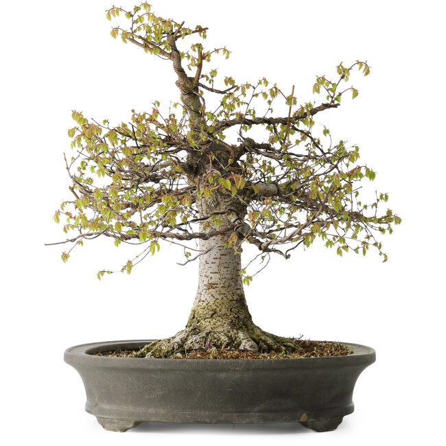 Zelkova serrata, 45 cm, ± 30 years old, with a nebari of 22 cm and in a handmade Japanese pot