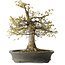 Zelkova serrata, 45 cm, ± 30 Jahre alt, mit einem Nebari von 22 cm und in einem handgefertigten japanischen Topf