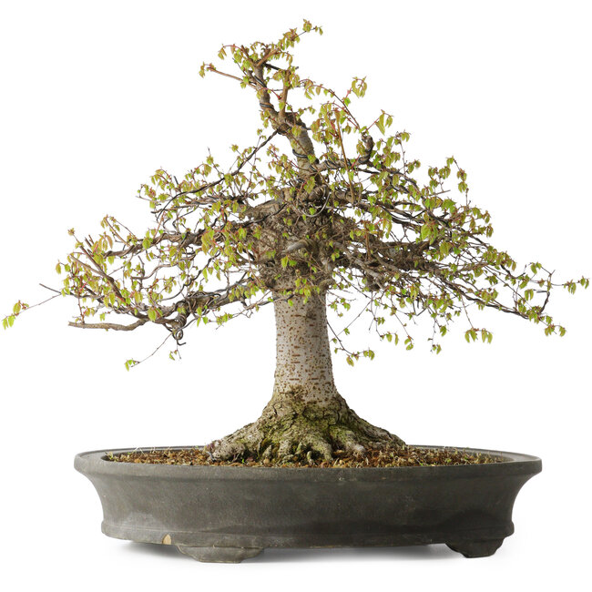 Zelkova serrata, 45 cm, ± 30 years old, with a nebari of 22 cm and in a handmade Japanese pot